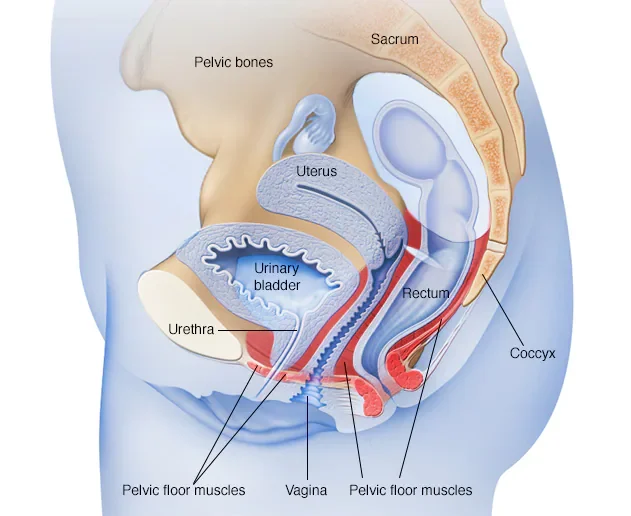 Stress Incontinence
